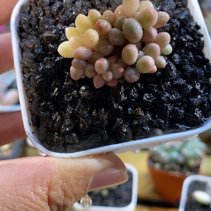 609溜溜球，锦基因小群啊啊啊啊
