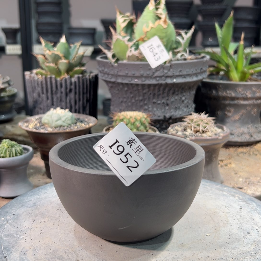 景德镇素里手工内口12.3高7.5