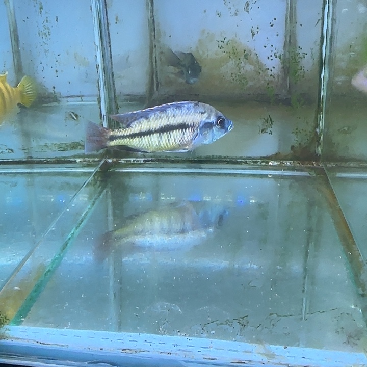 龍***】慈鲷鱼33号1111111111