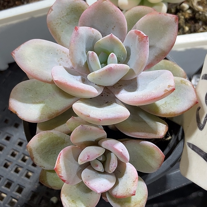 多肉植物韩版奶茶1057