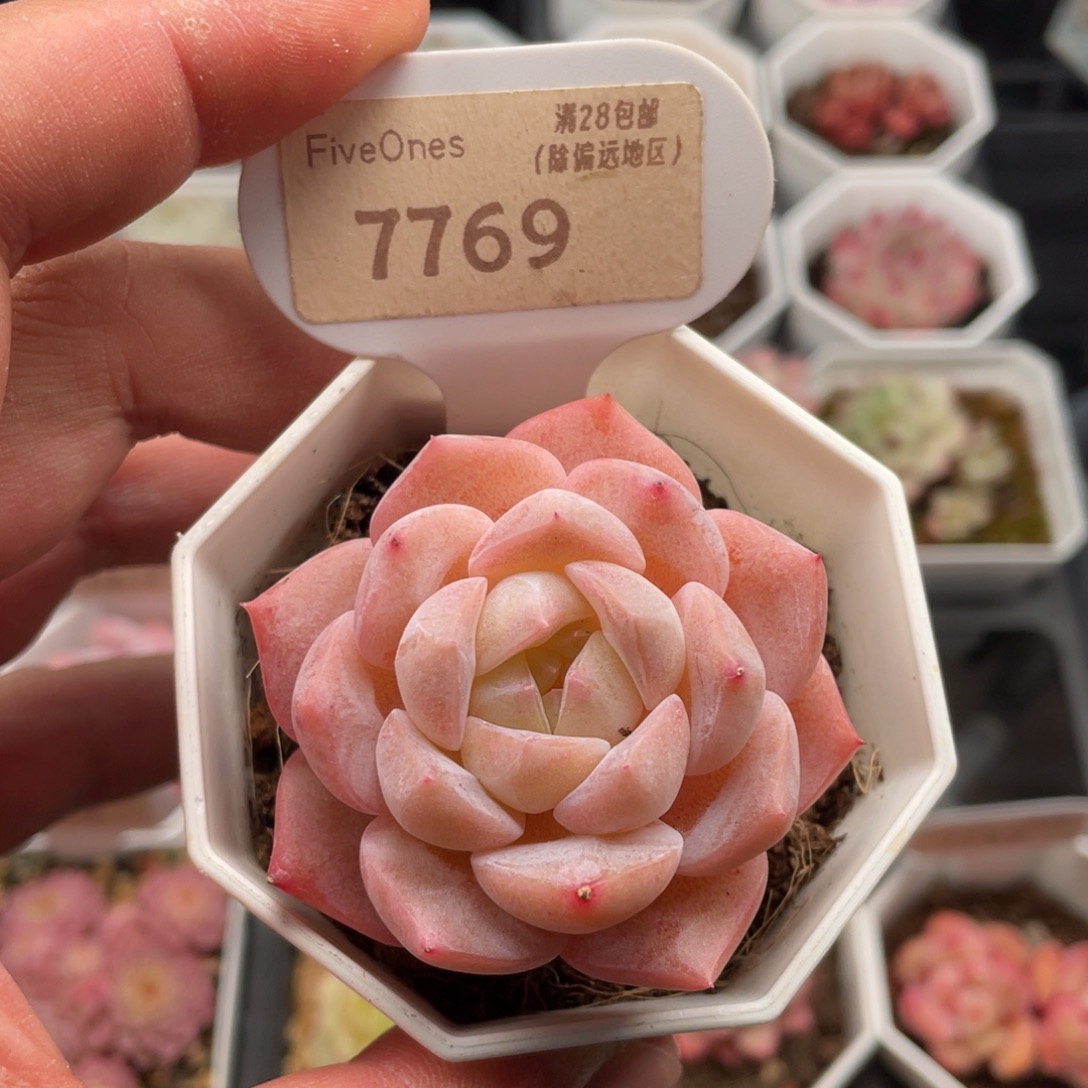 纯爱7769-5.5厘米