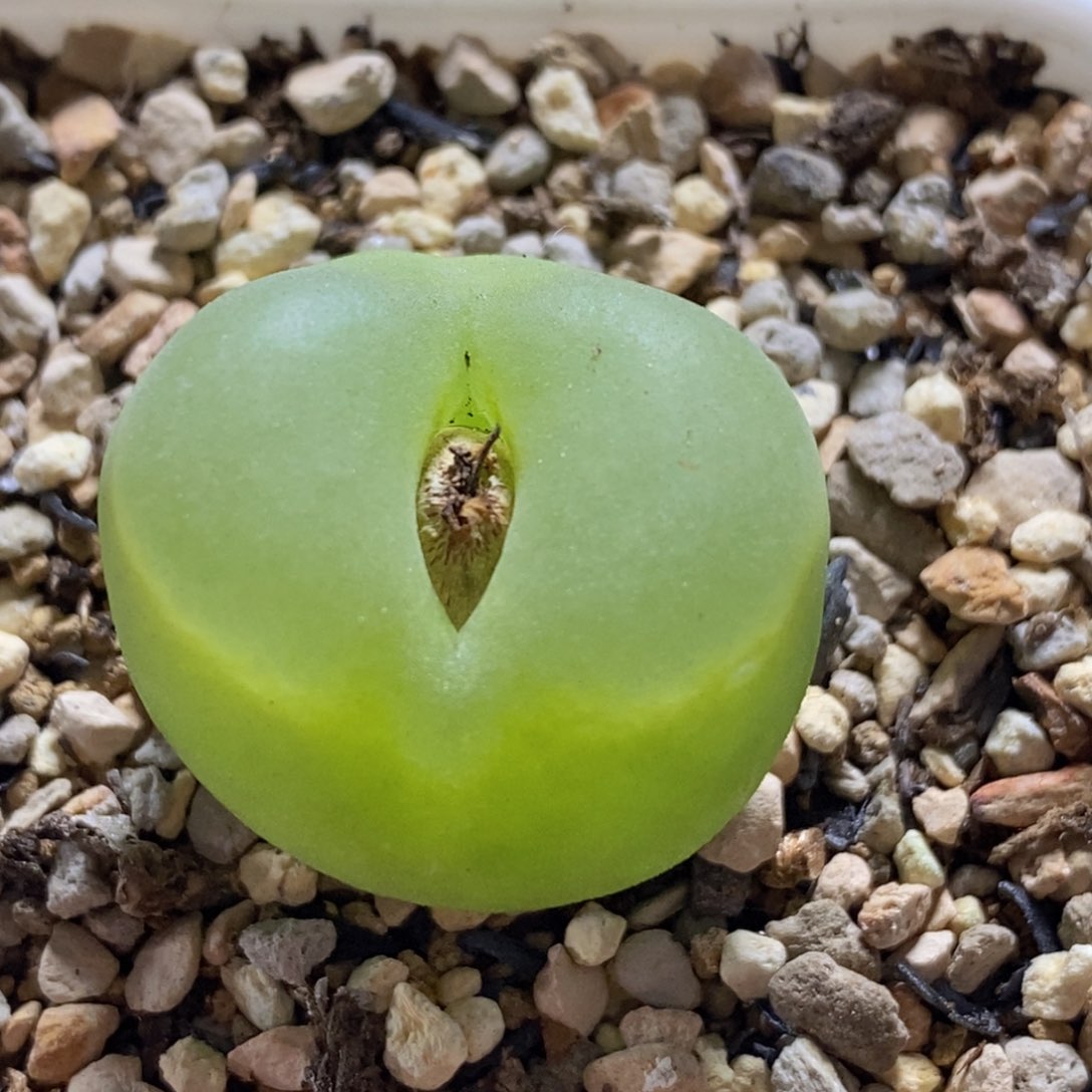 好看好看好看好看的o泡