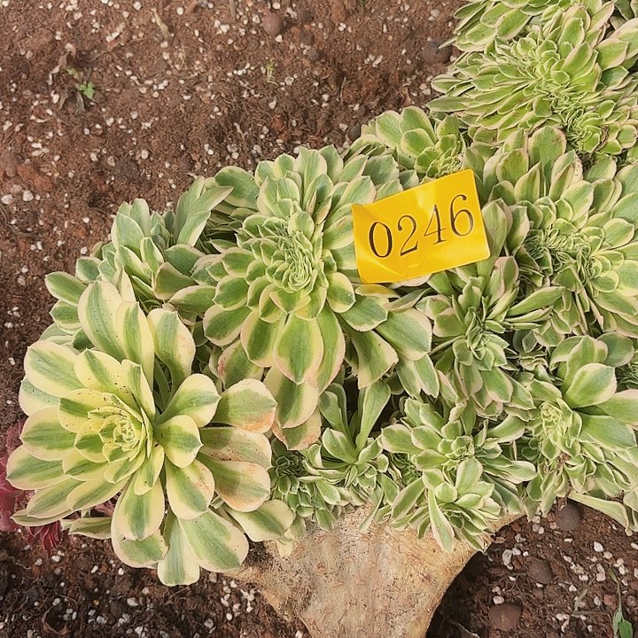 多肉植物缀化246 