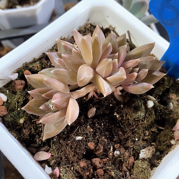 多肉植物慕斯美人6154