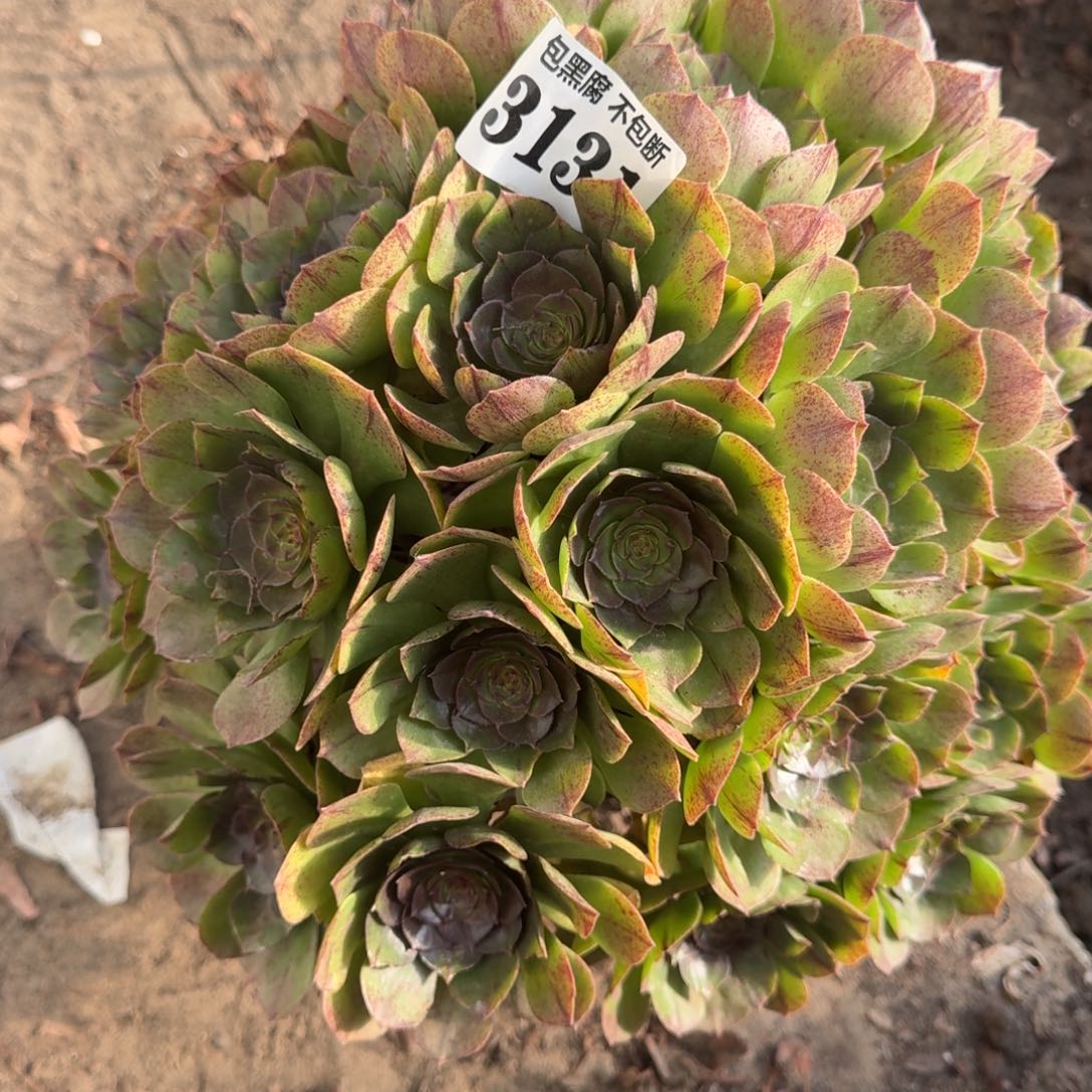 法师万拉丝18-8 3131