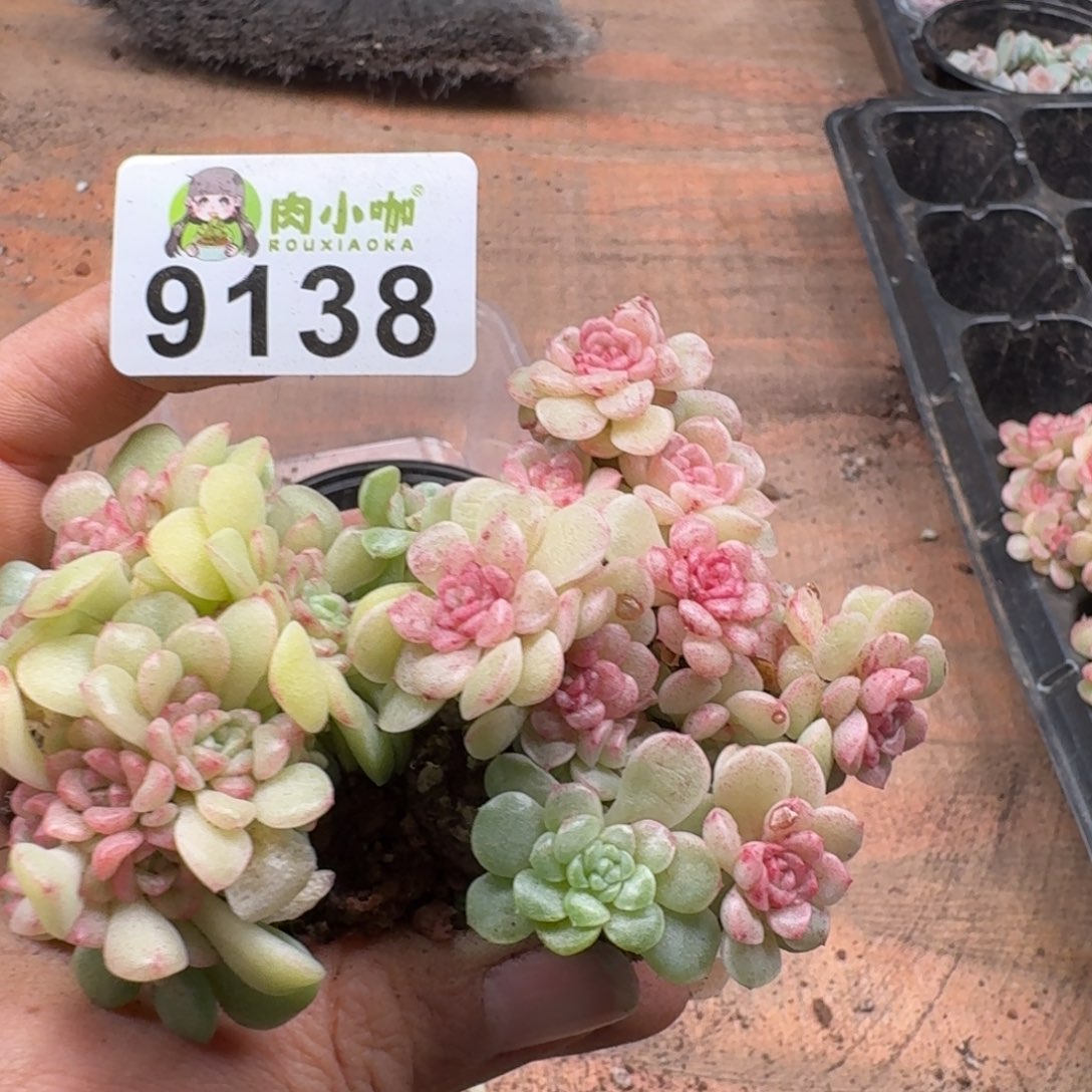 今***丶多肉植物多肉植物