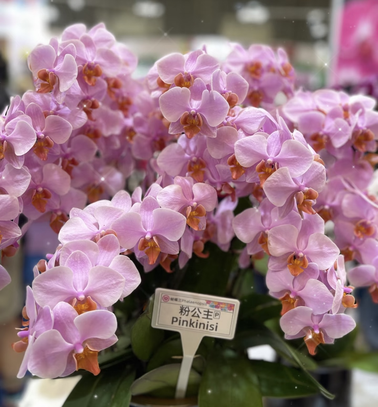 【粉公主】3.5寸加高杯 新品 粉色花花量大