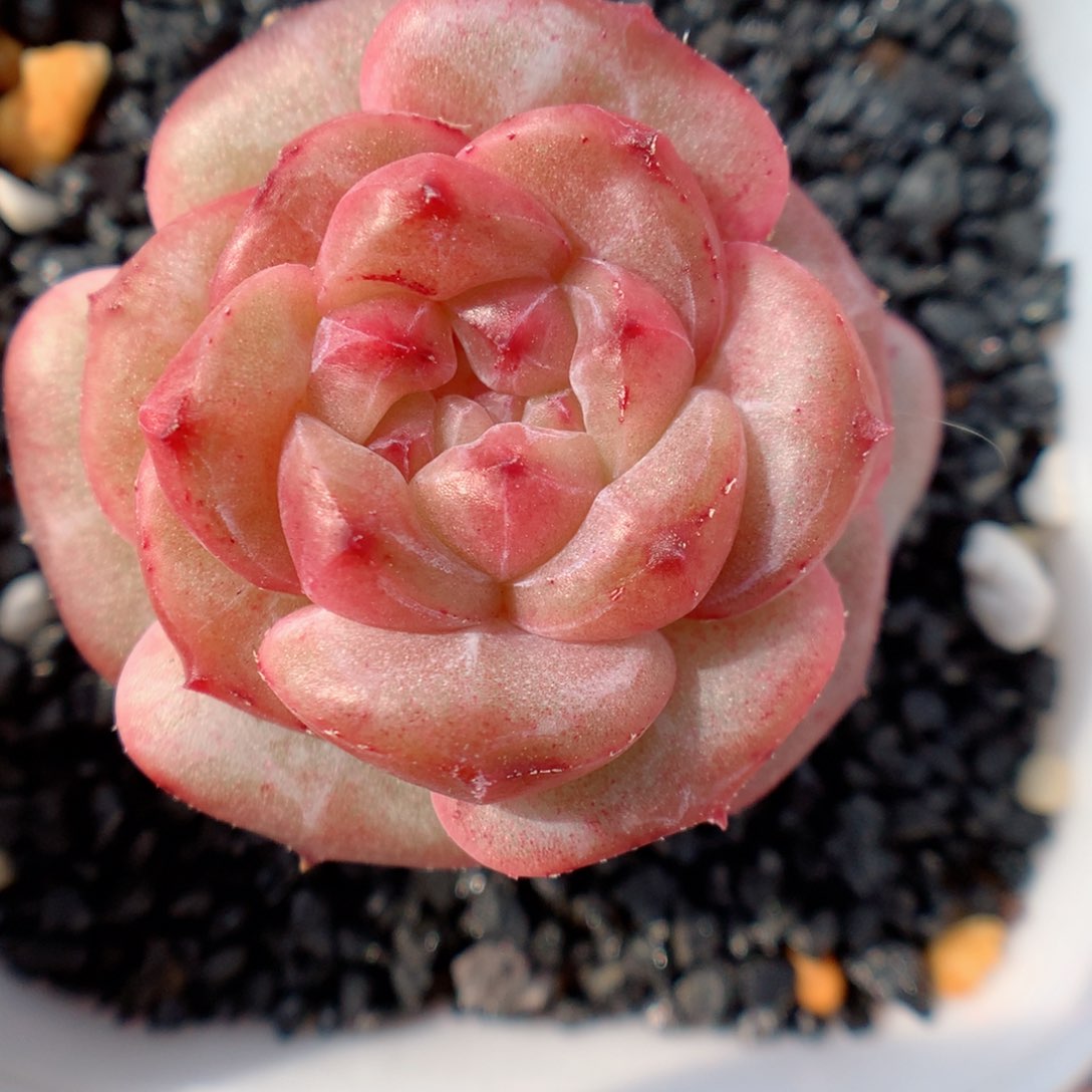 多肉植物。 糖心35