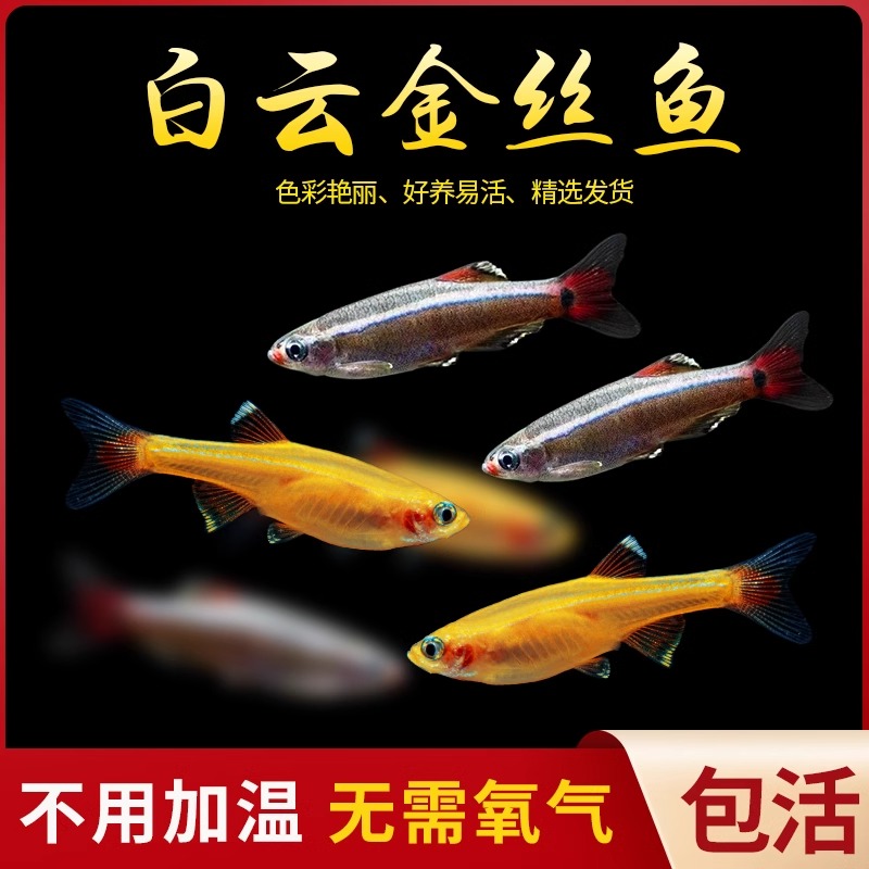 耐养白云金丝金丝鱼冷水鱼观赏鱼小鱼灯科鱼原生鱼小型鱼金鱼群游