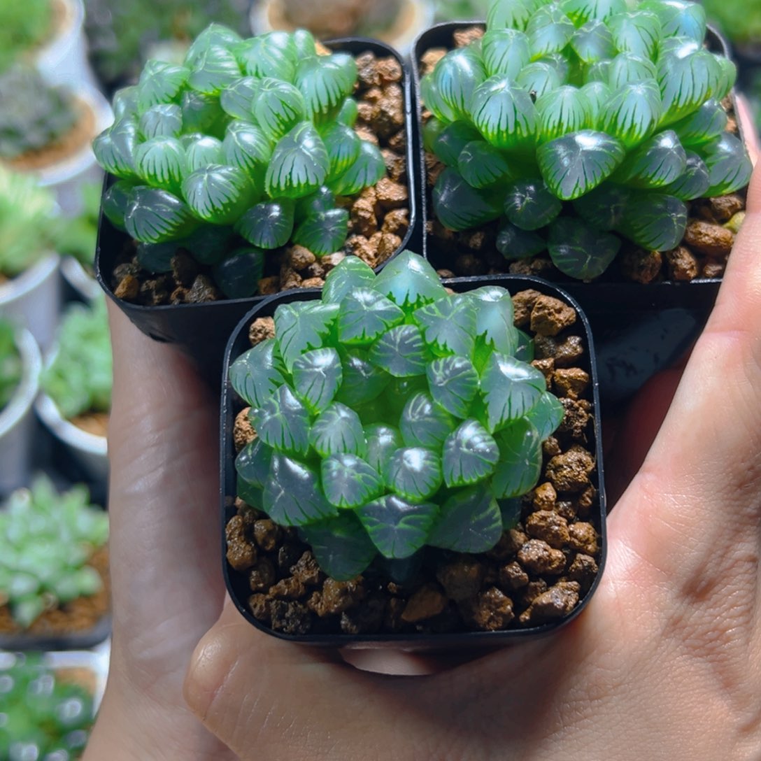 三盆糯肌玉露多肉多肉