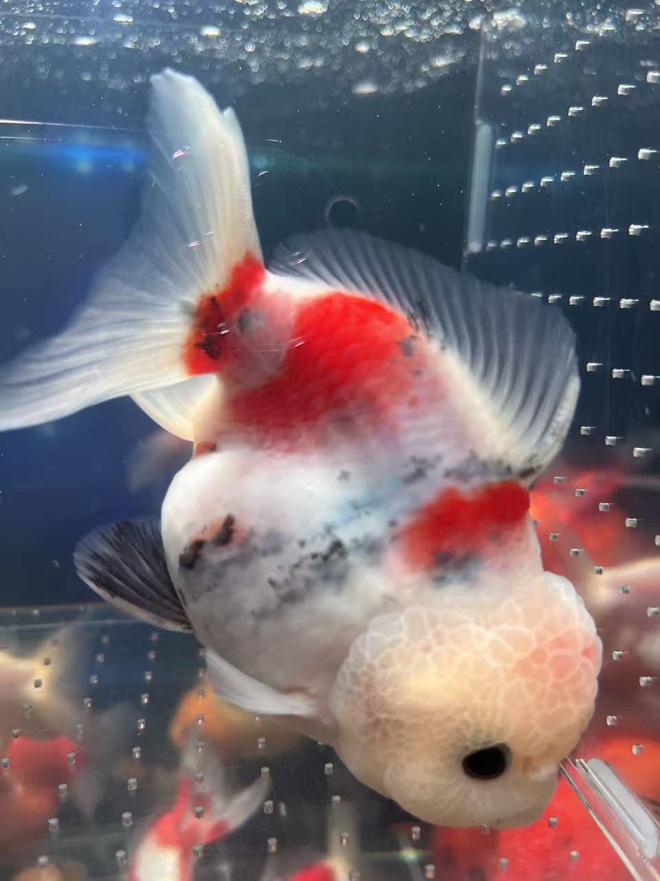 原塘直发多种品种金鱼观赏鱼丹顶红 鎏金 泰狮 兰寿等