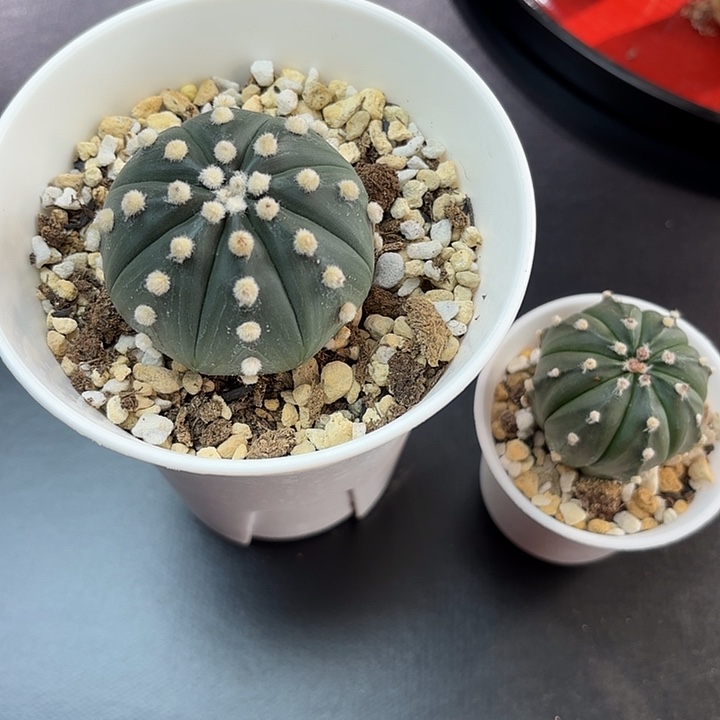 24实生侧芽福袋盲盒