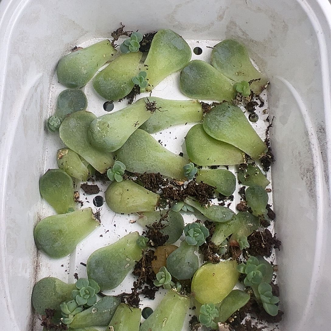 混和。 一盒福利。    