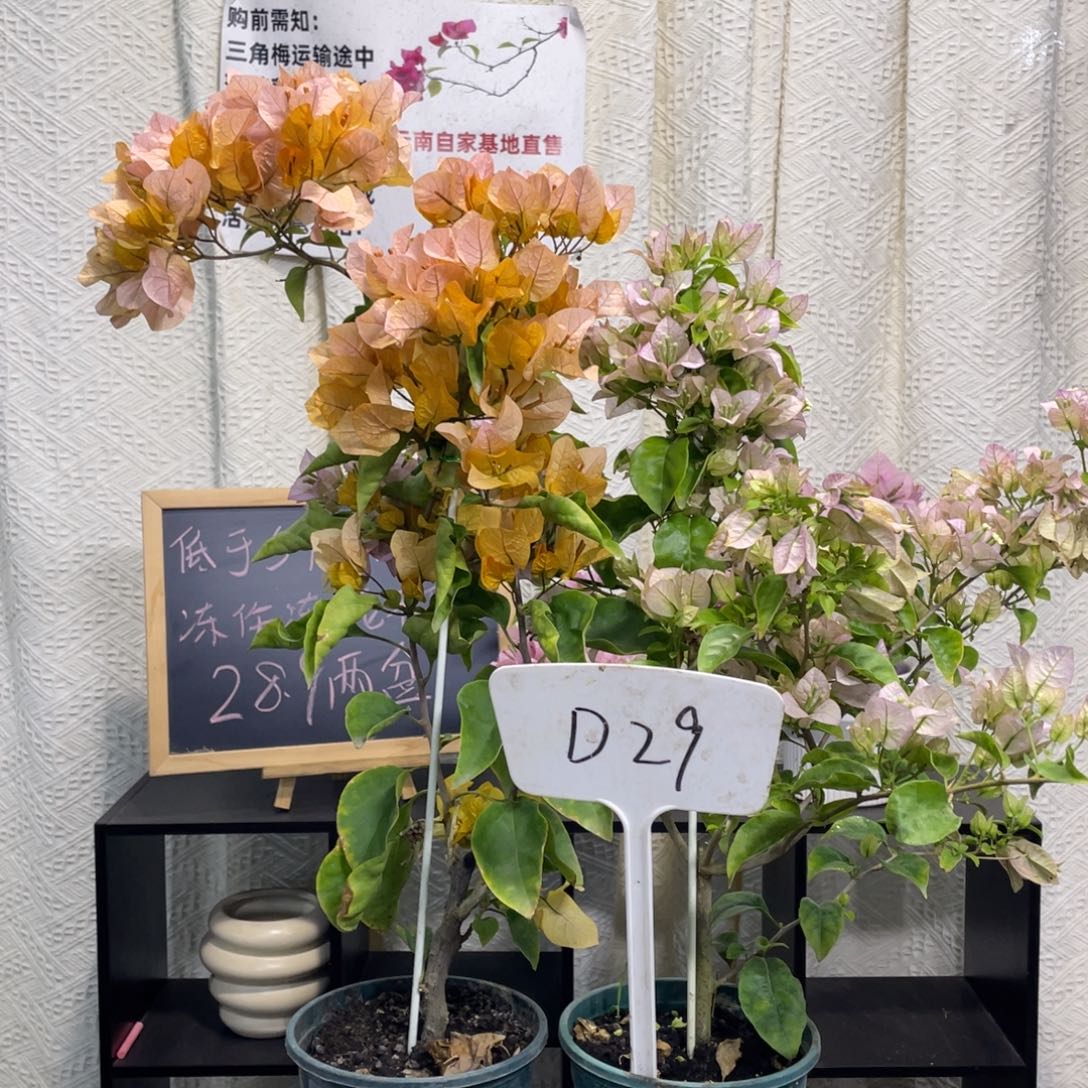 土***青全部花朵丽娜+金探戈D29