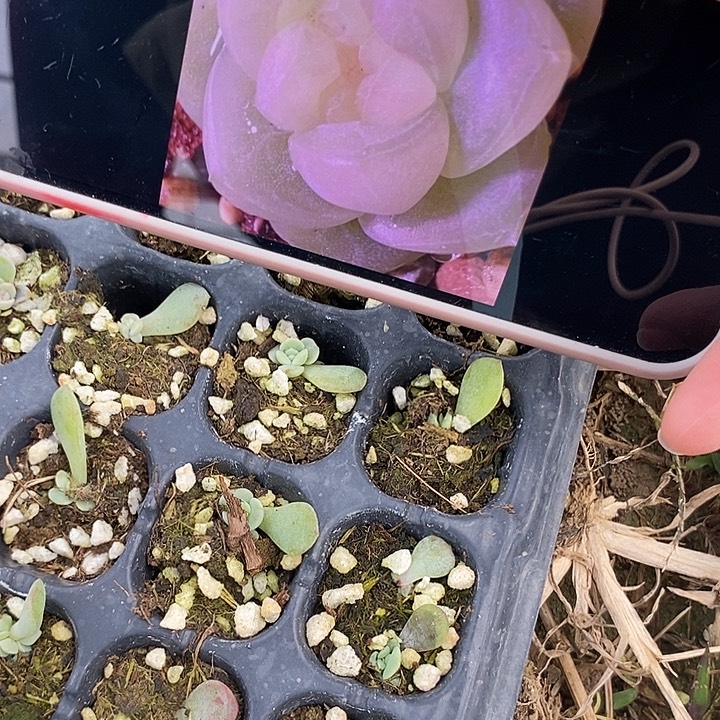 暮暮财富密码c4芽苗2颗