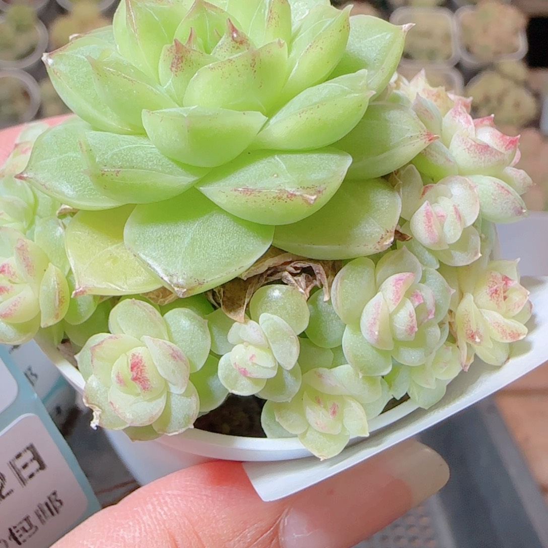 花语逸镜1112-296女王