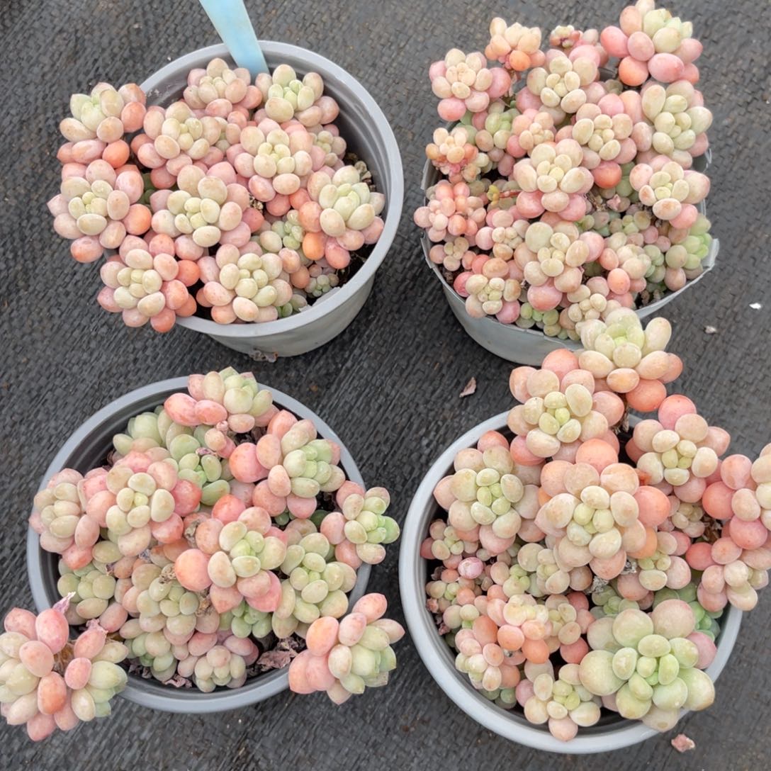 云尘多肉一物一拍不包整322，