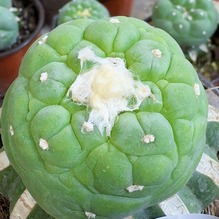 福利苗接皱油379