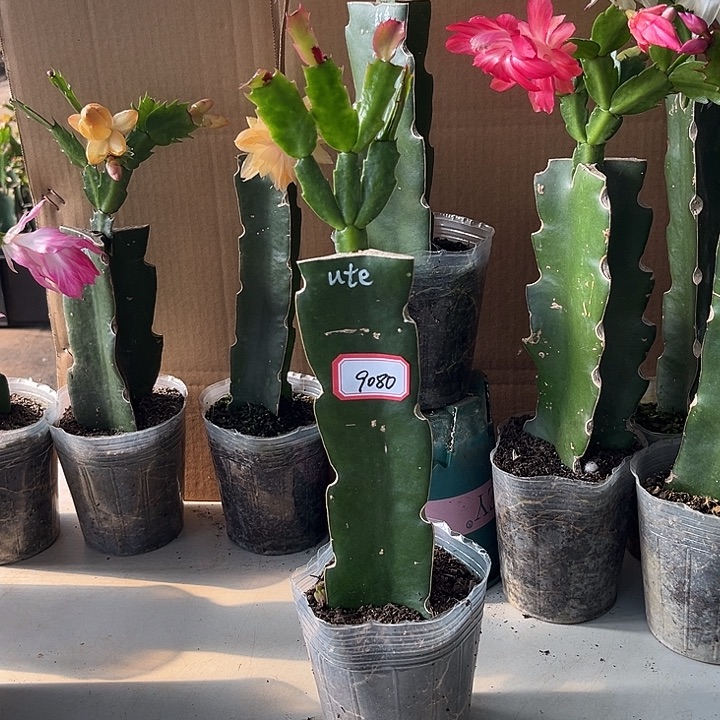 天***往当前无花朵，栽培后可花朵ute