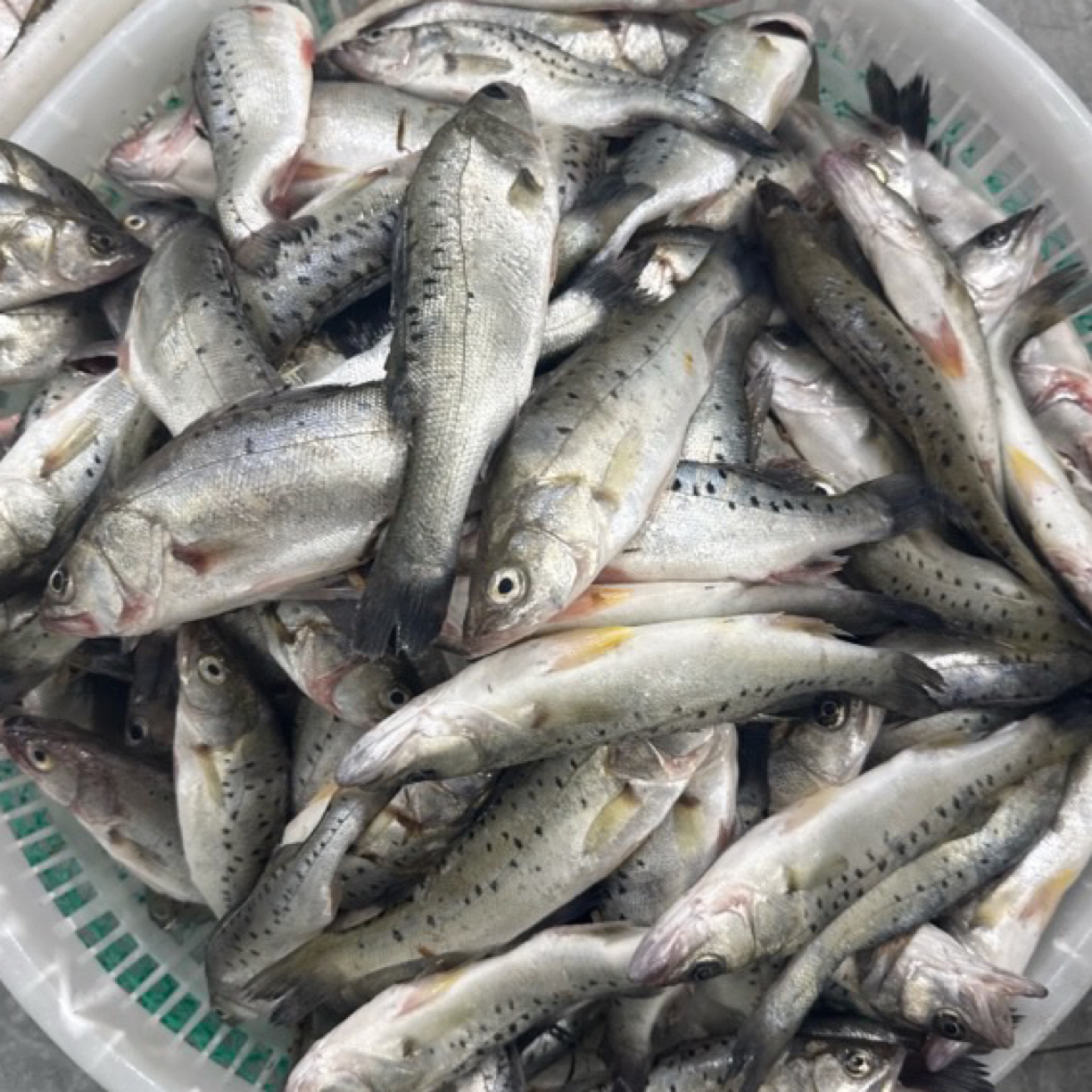 渤海湾海鲈鱼 5斤