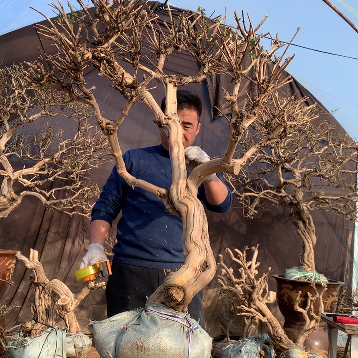 全部花朵金银花888888