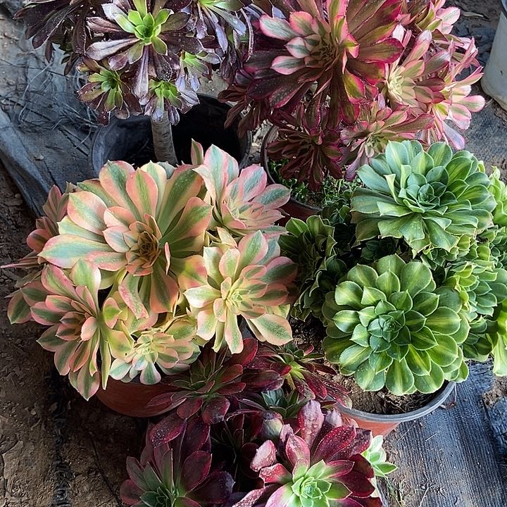 五颗多肉老庄法师特价不包断