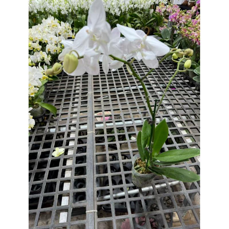 蝴蝶兰【曼塔吉利】昆明直发