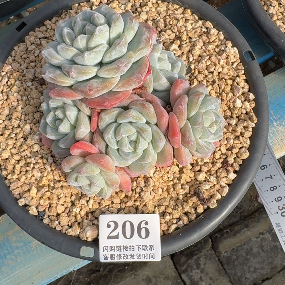 蝌***蚪206冰玉群无砍12cm左右