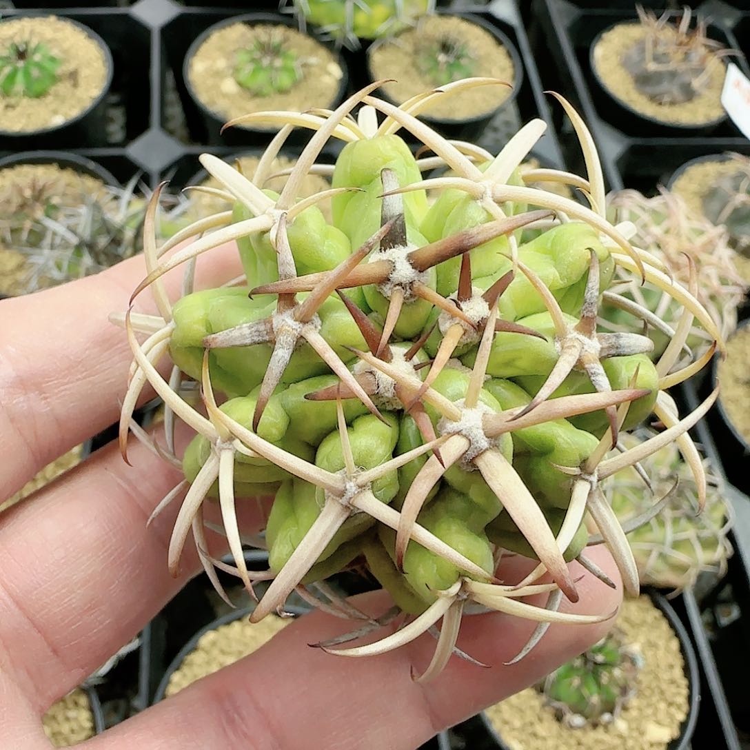 粗白刺圆盘玉 实生