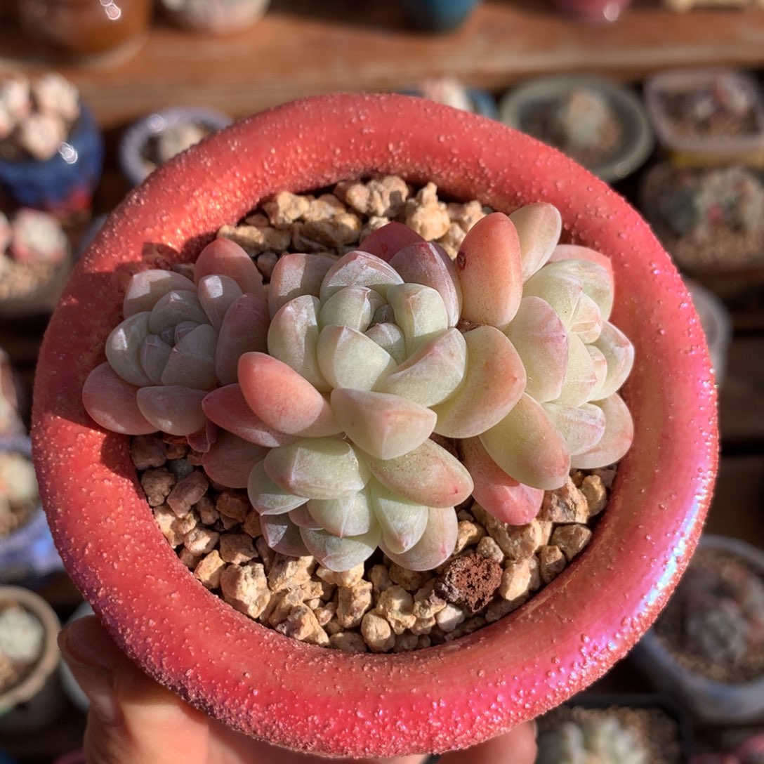 02 冰玉白底自然群4头 老桩清仓