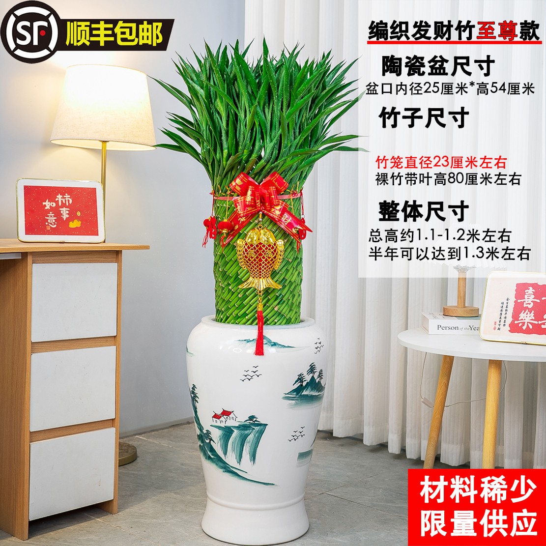 顺丰快递送上门至尊发财竹大型水培绿植富贵竹办公室万年青客厅