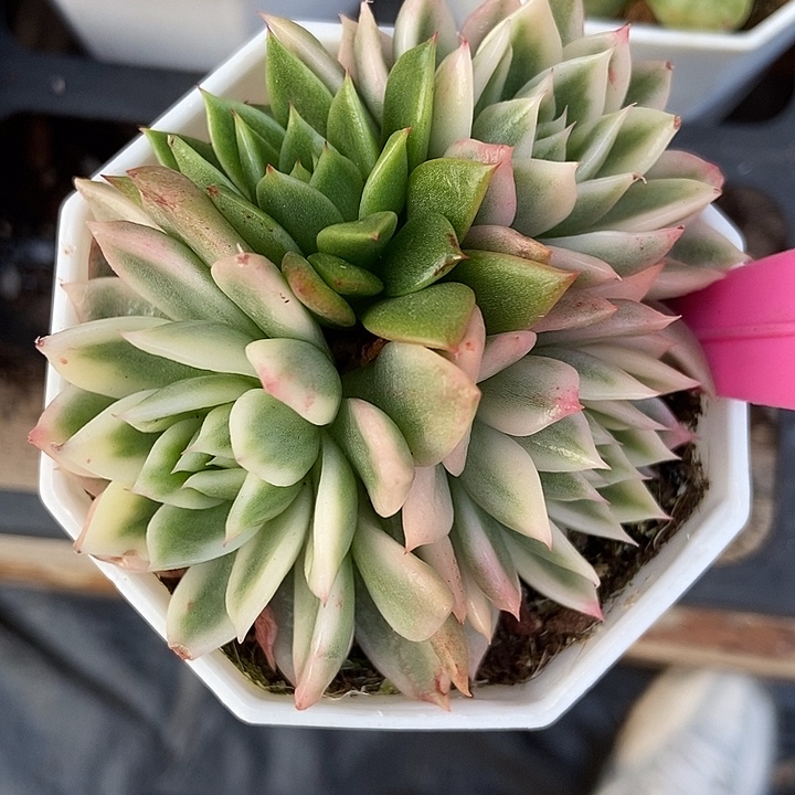 多肉植物蝴蝶飞锦裙71多肉