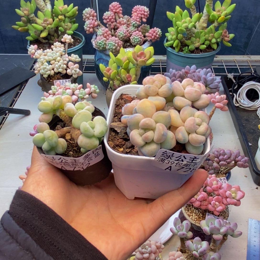 夏**至728萤火虫732小团子共两颗