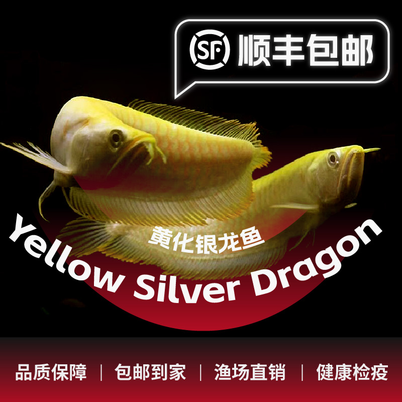 【龙宝】白子黄化银龙活体观赏鱼