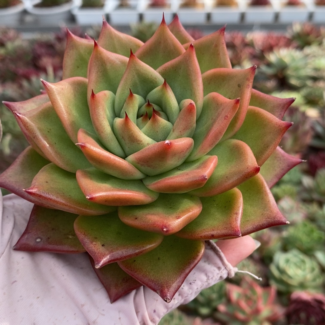 无花朵301 号东云系多肉植物