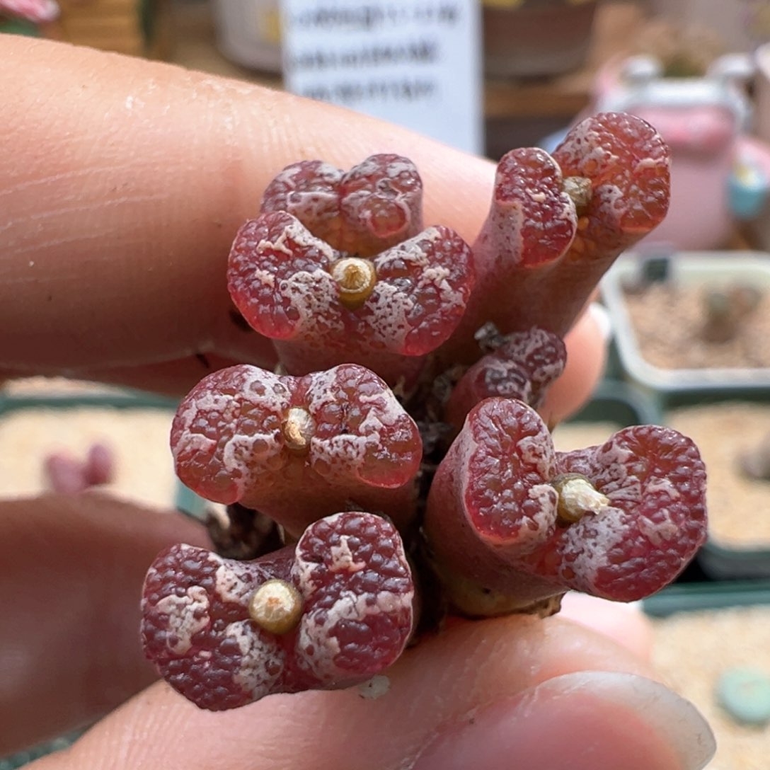 919。江南全窗超蝶 多肉