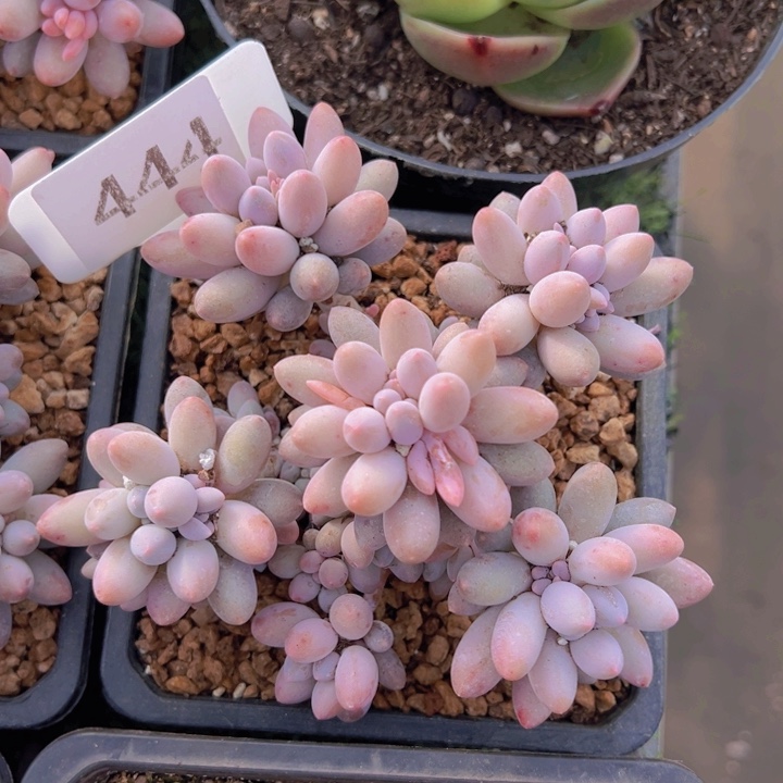 健健康康平平安安