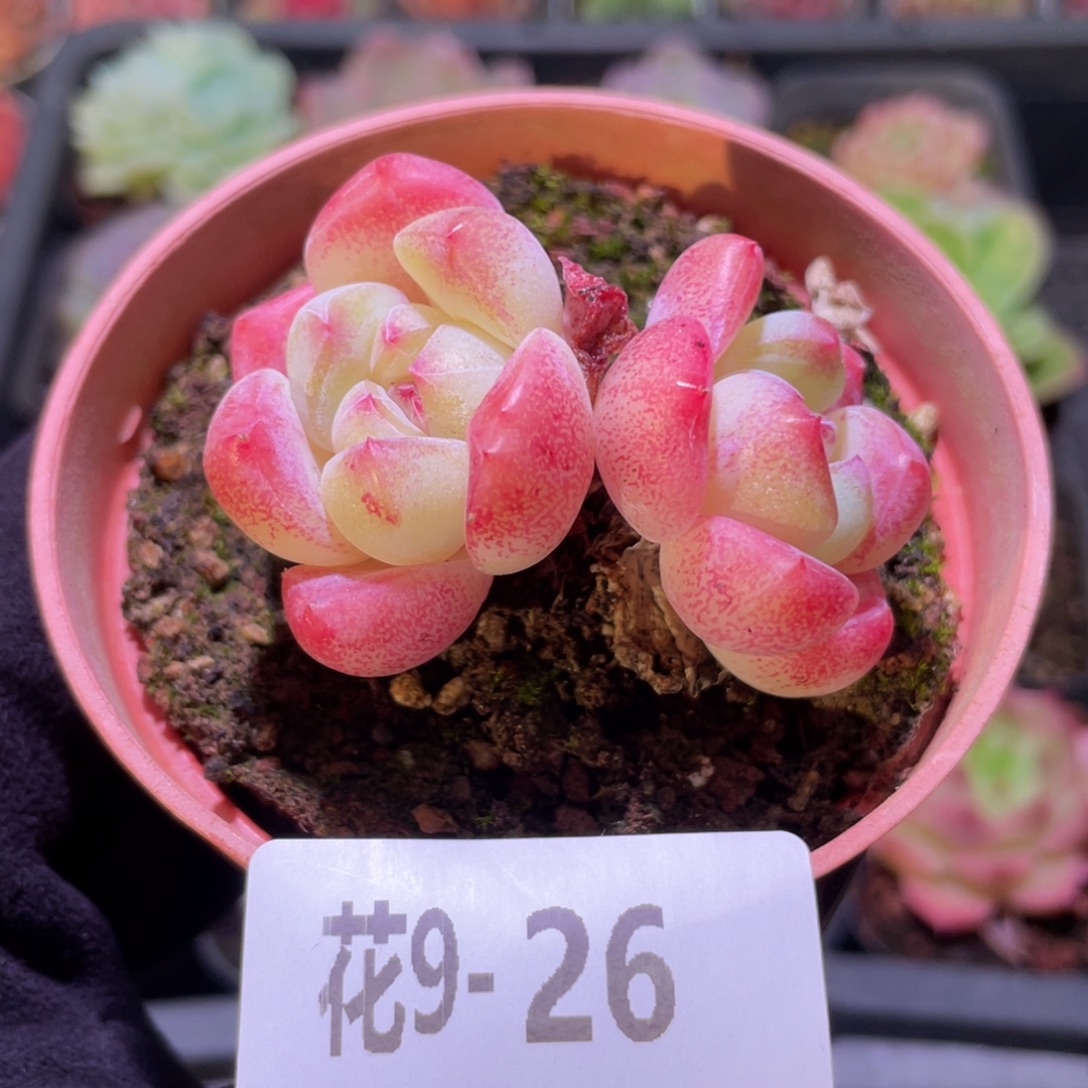 花利美9-26冰糖双头