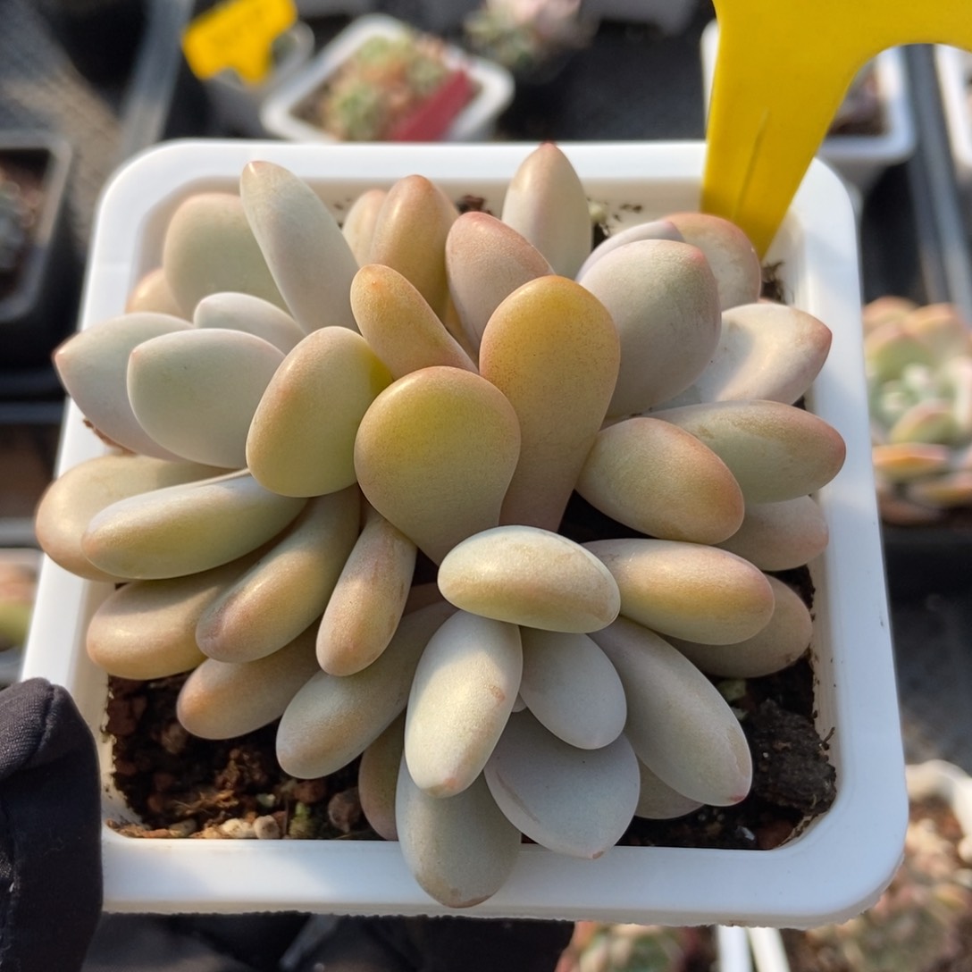 1857粉兔多肉植物保护