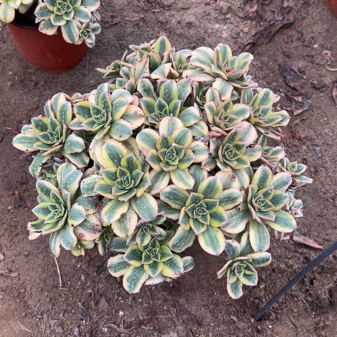 多肉植物星爆老庄