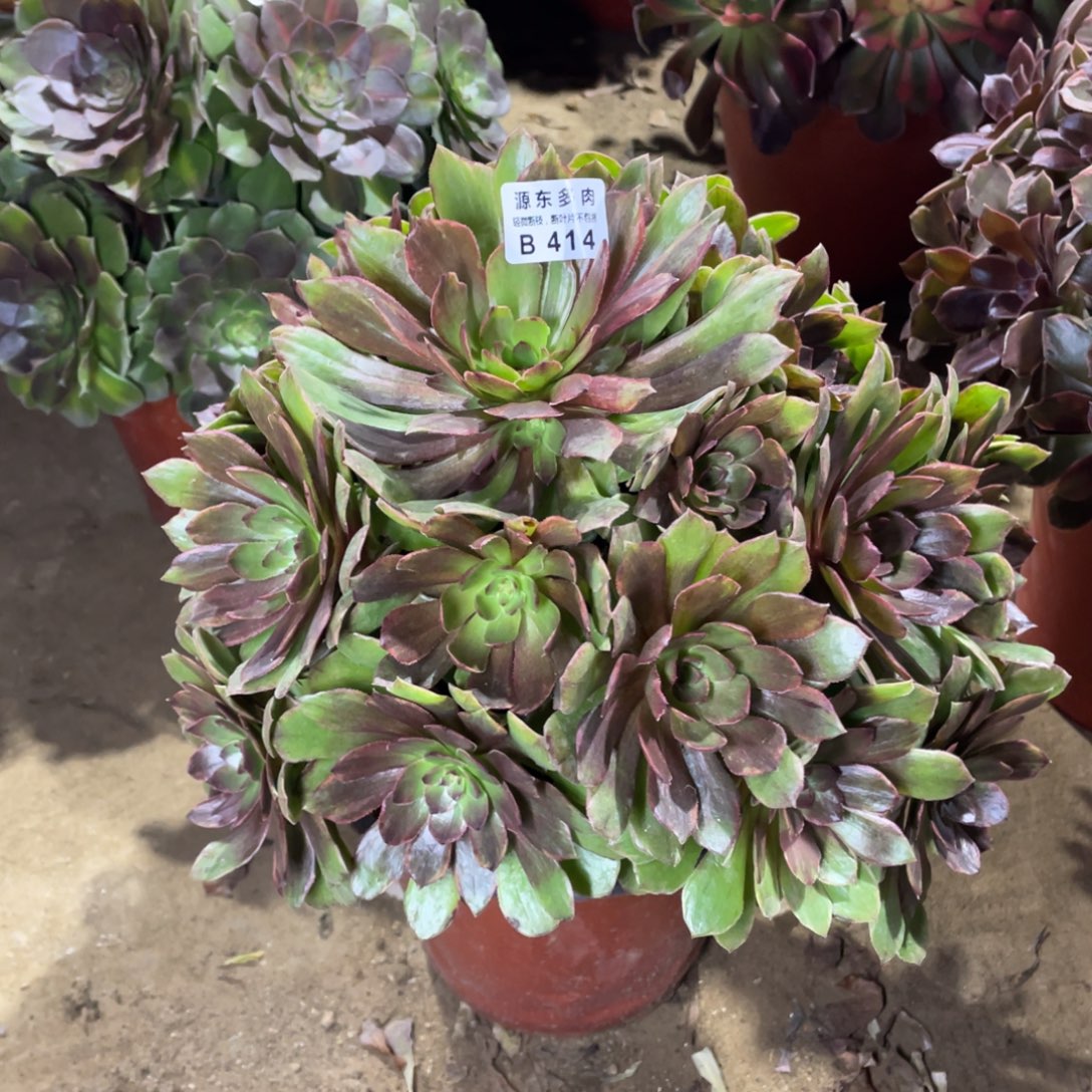 414红丝多肉法师断枝不包