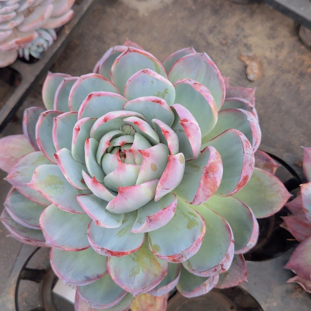 【闪购商品】母本大惊鸿29.9