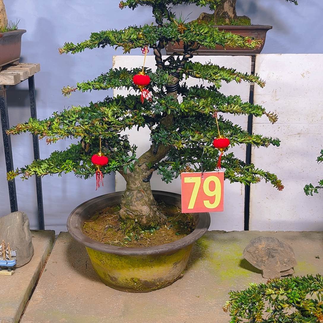 木***端无花朵老桩老盆罗汉松