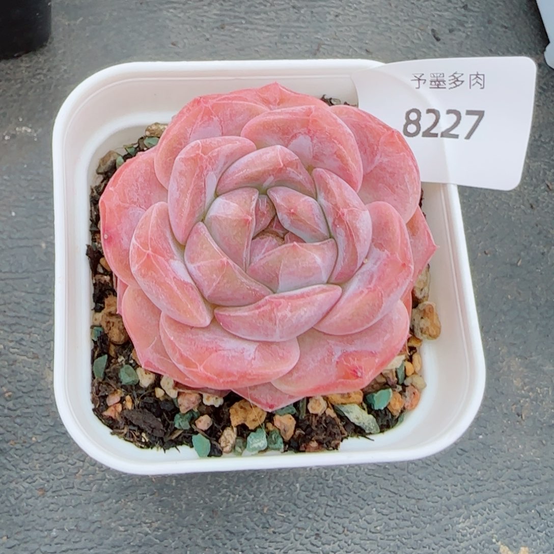 冰魄福利，8227多肉植物