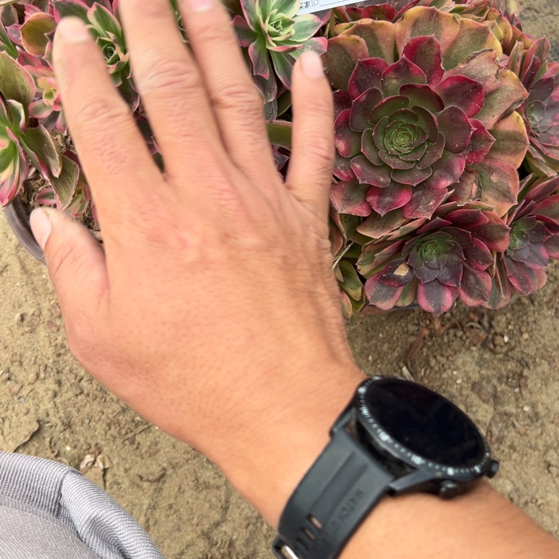 *****420两颗组合多肉植物法师