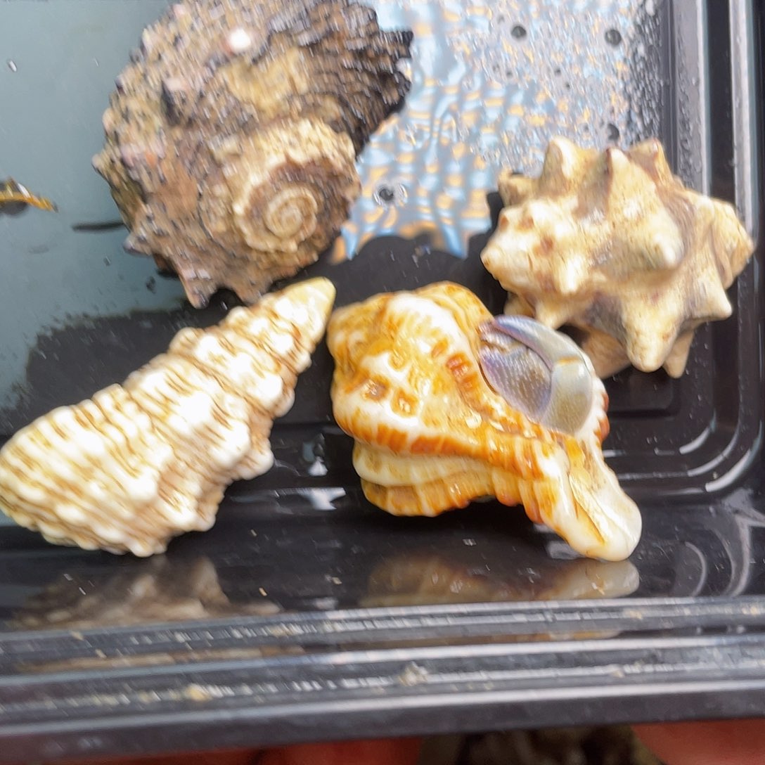 蟹萌异族寄居蟹竞拍544