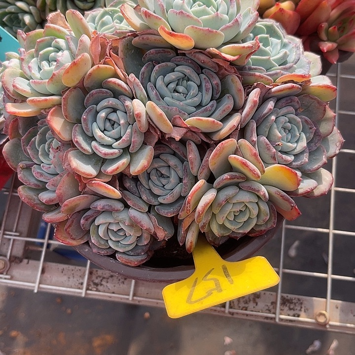 罗***拉两单包邮，一物一拍157