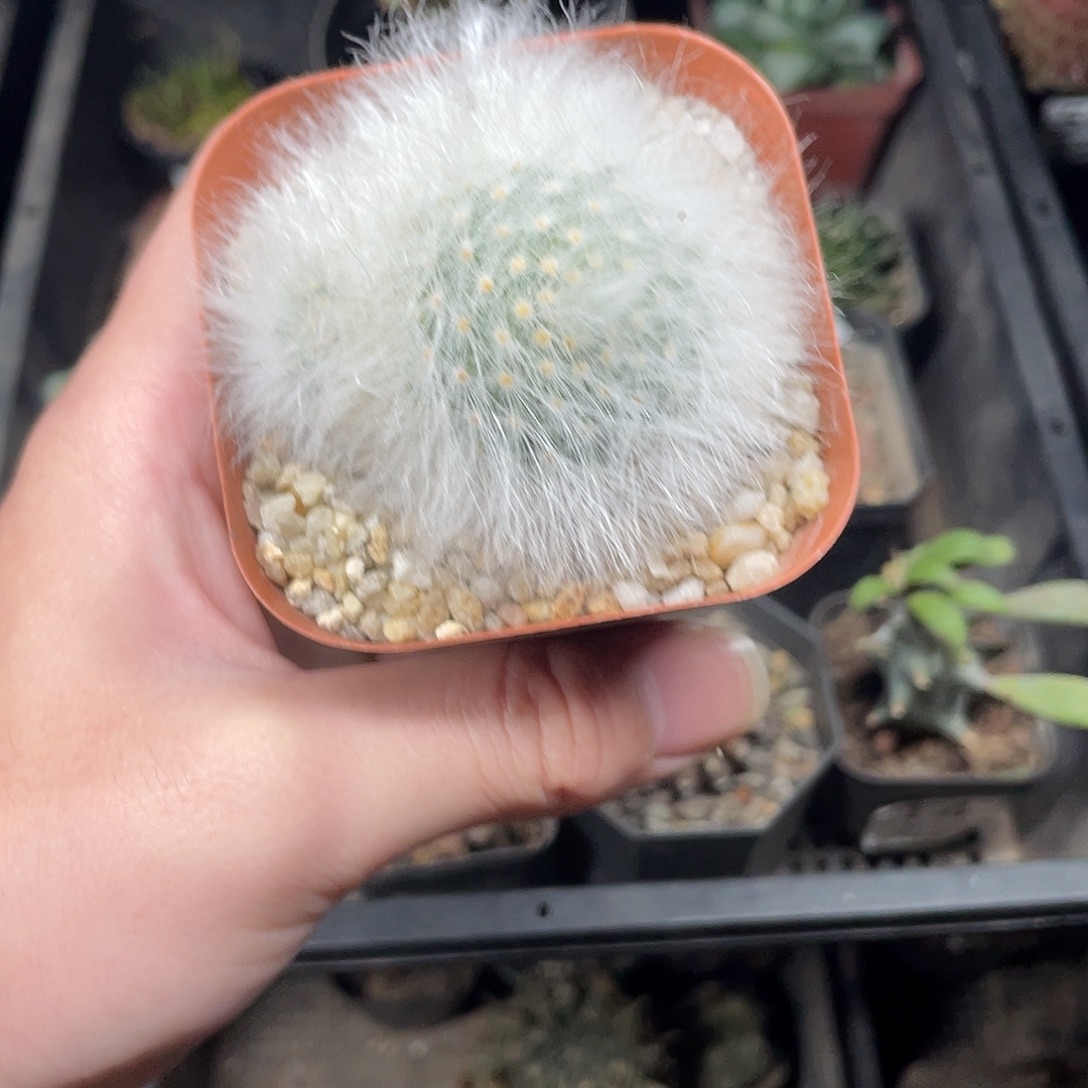 702无刺丽光殿（满18包邮）