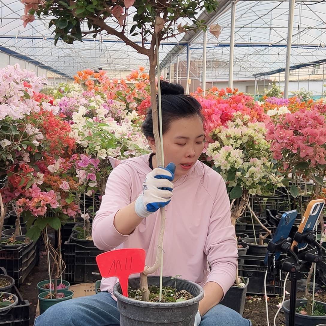 小***歪大部分花苞少量开放M11 所罗门