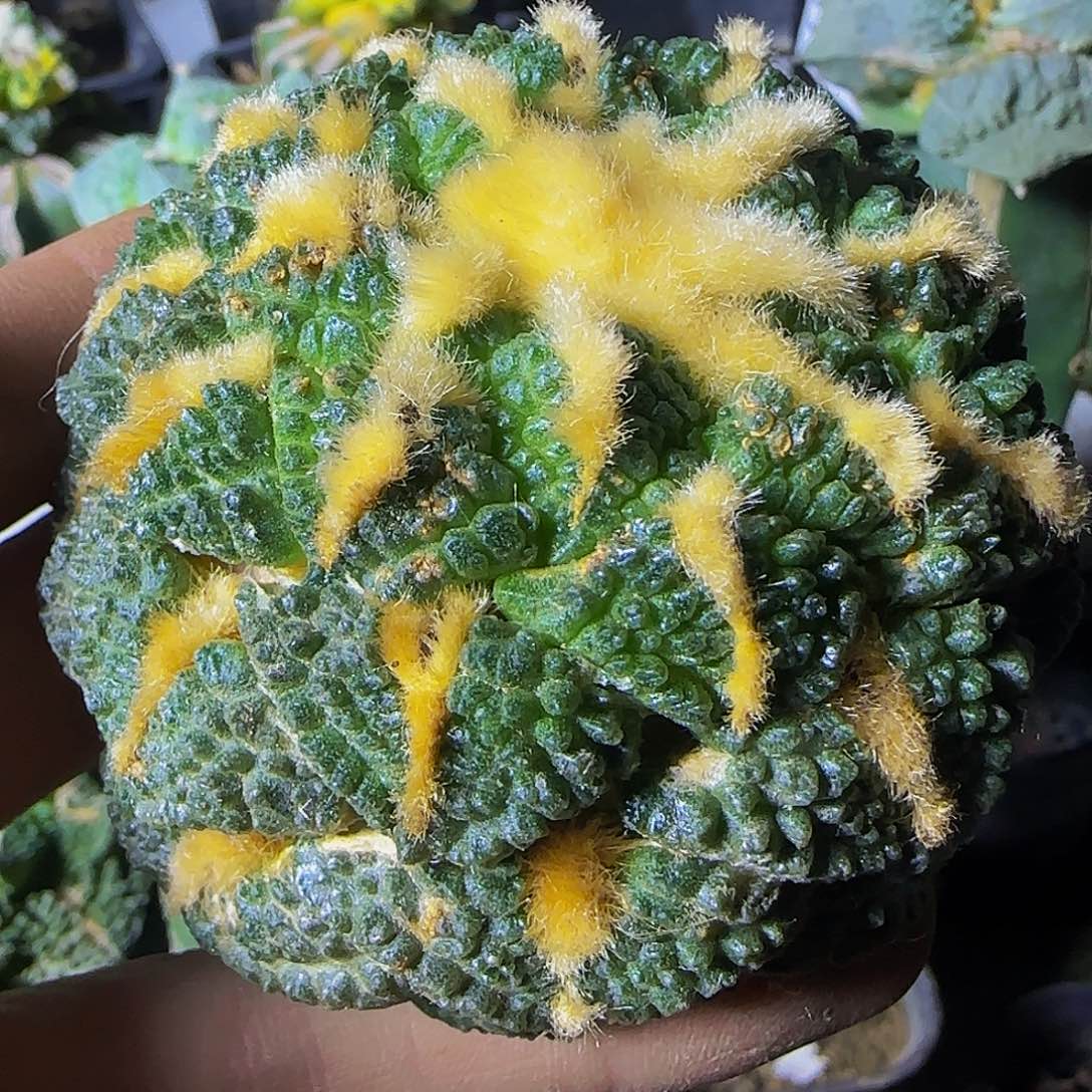 龟甲013仙人球开花